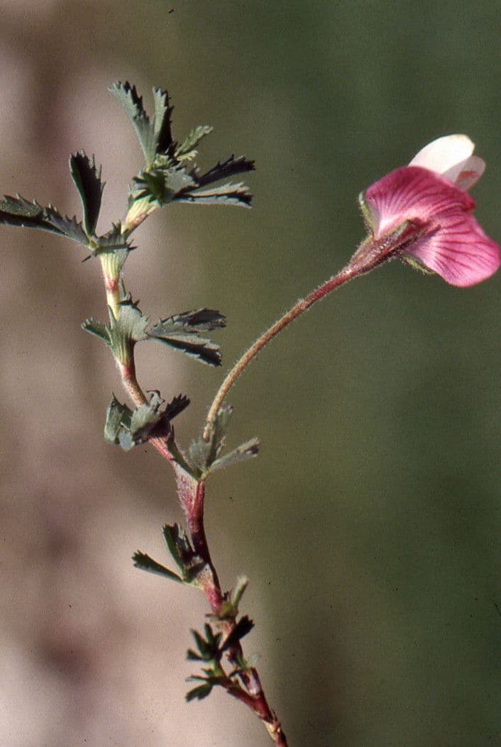 Ononis cristata 27