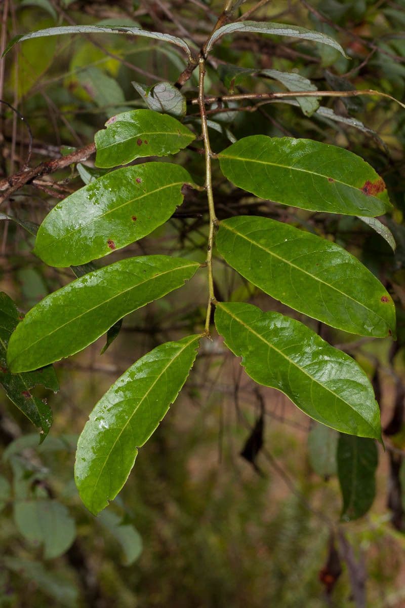 Phyllanthus 15