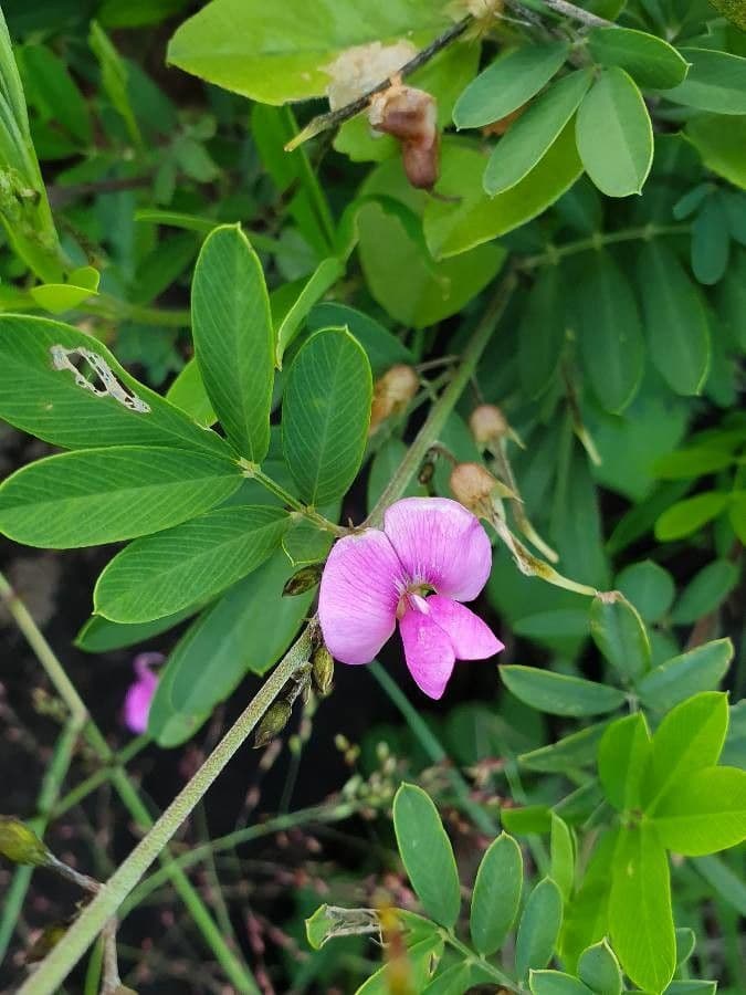 Tephrosia 5