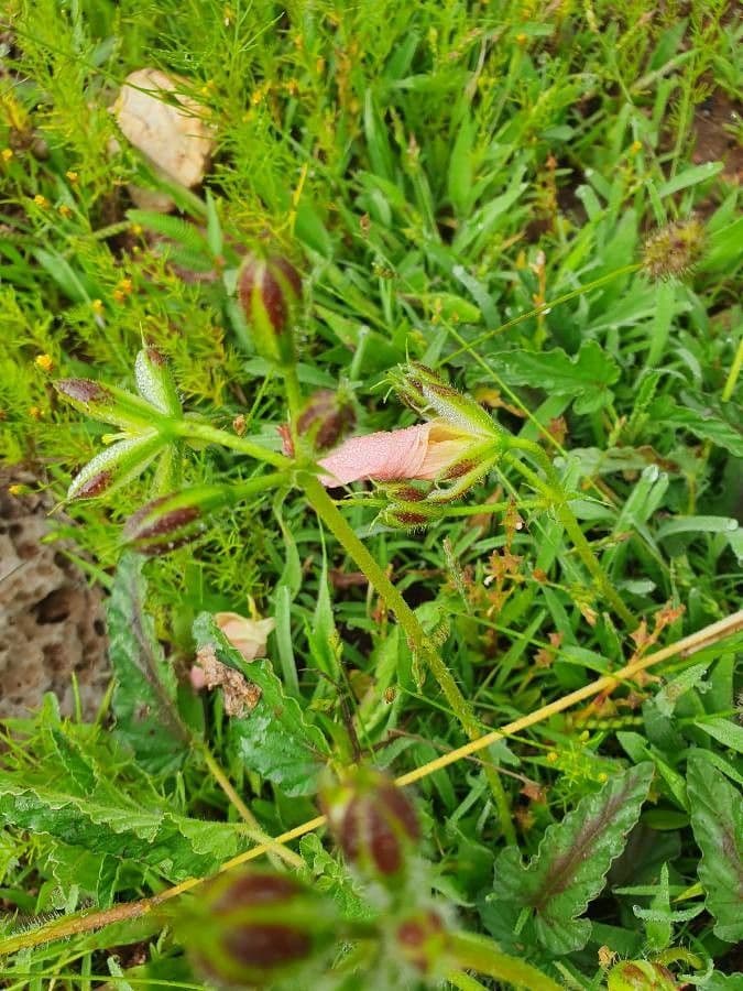 Monsonia 24
