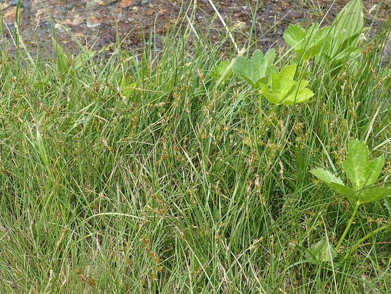 Carice stellata 14