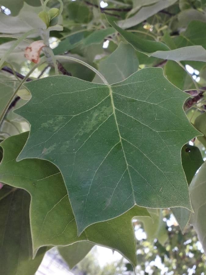 Tulipifero 20