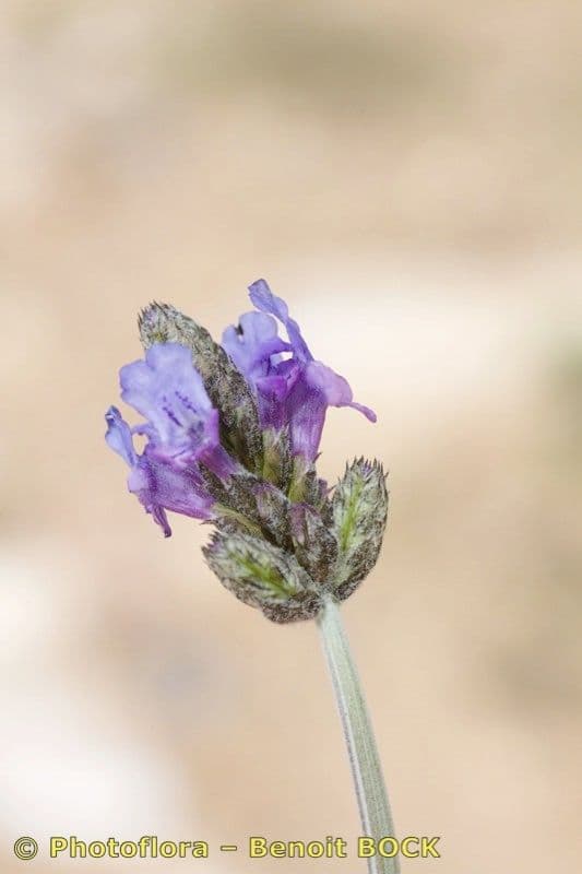 Lavanda 10