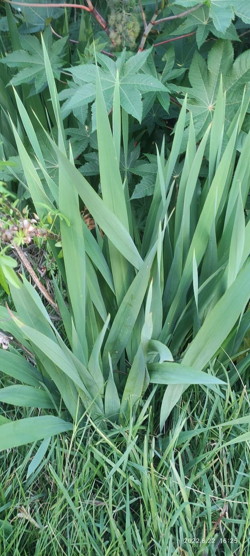 Watsonia meriana 16
