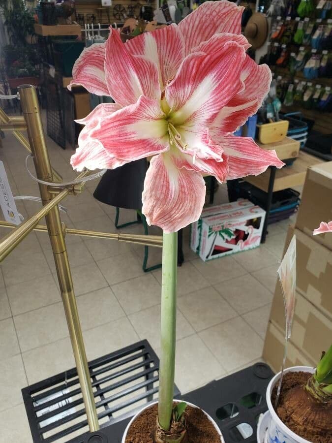 Amaryllis regina 10