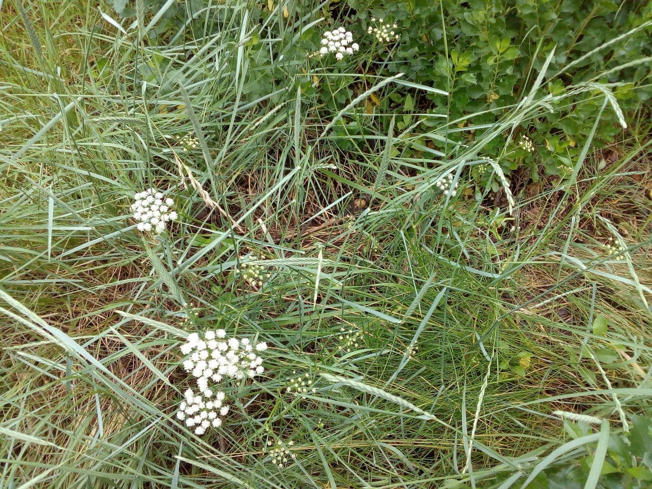 Oenanthe 2