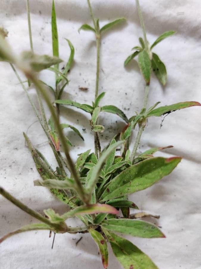 Froelichia gracilis 12
