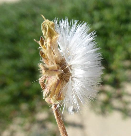 Agoseris apargioides 2