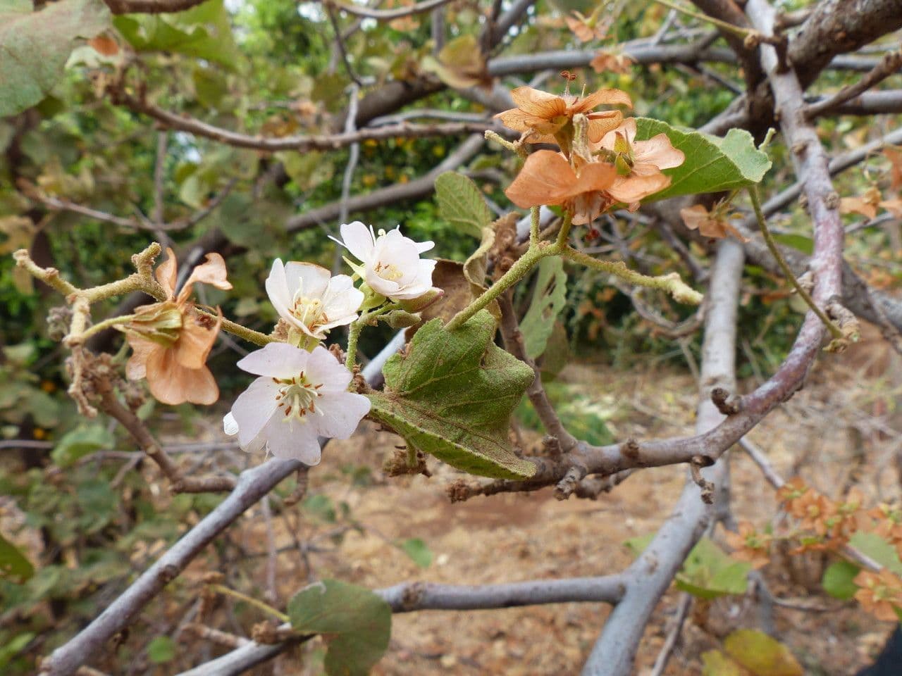 Rundblättrige Dombeya 28