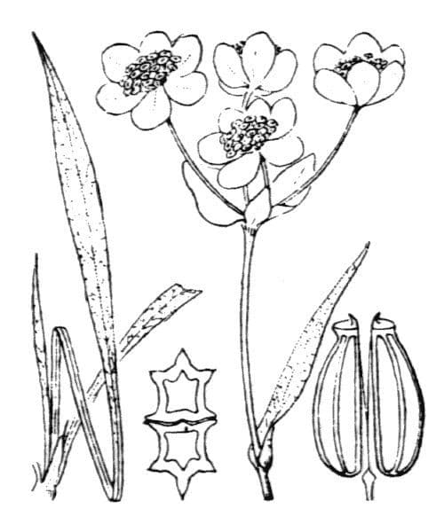 Bupleurum angulosum 23