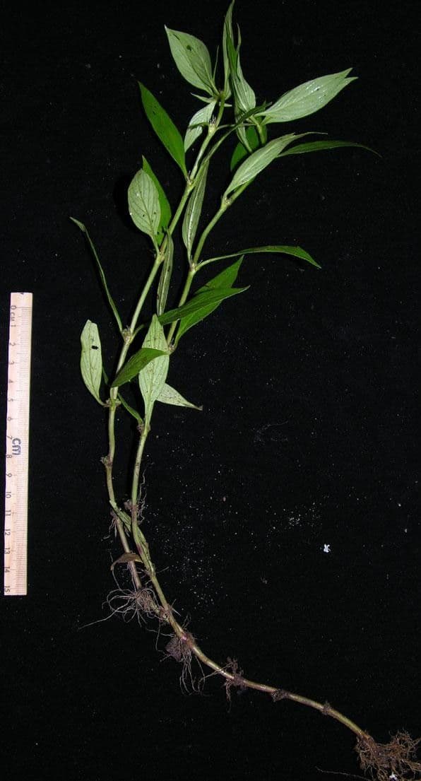 Spermacoce ocymifolia 18
