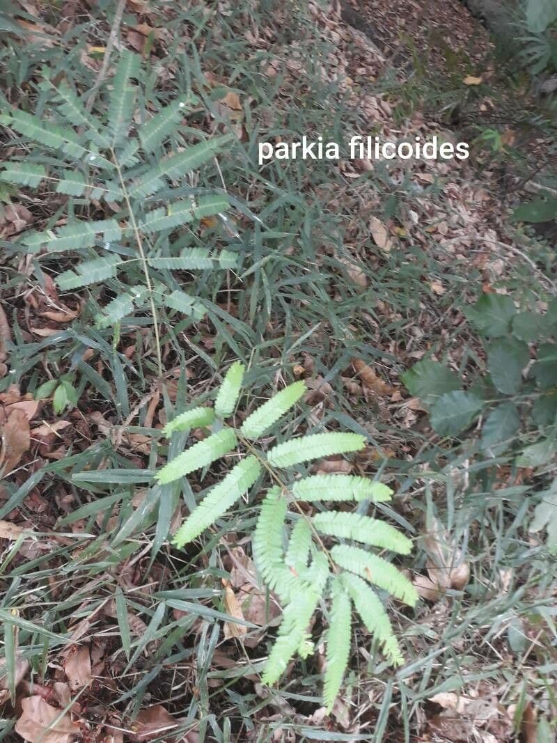 Parkia filicoide 2