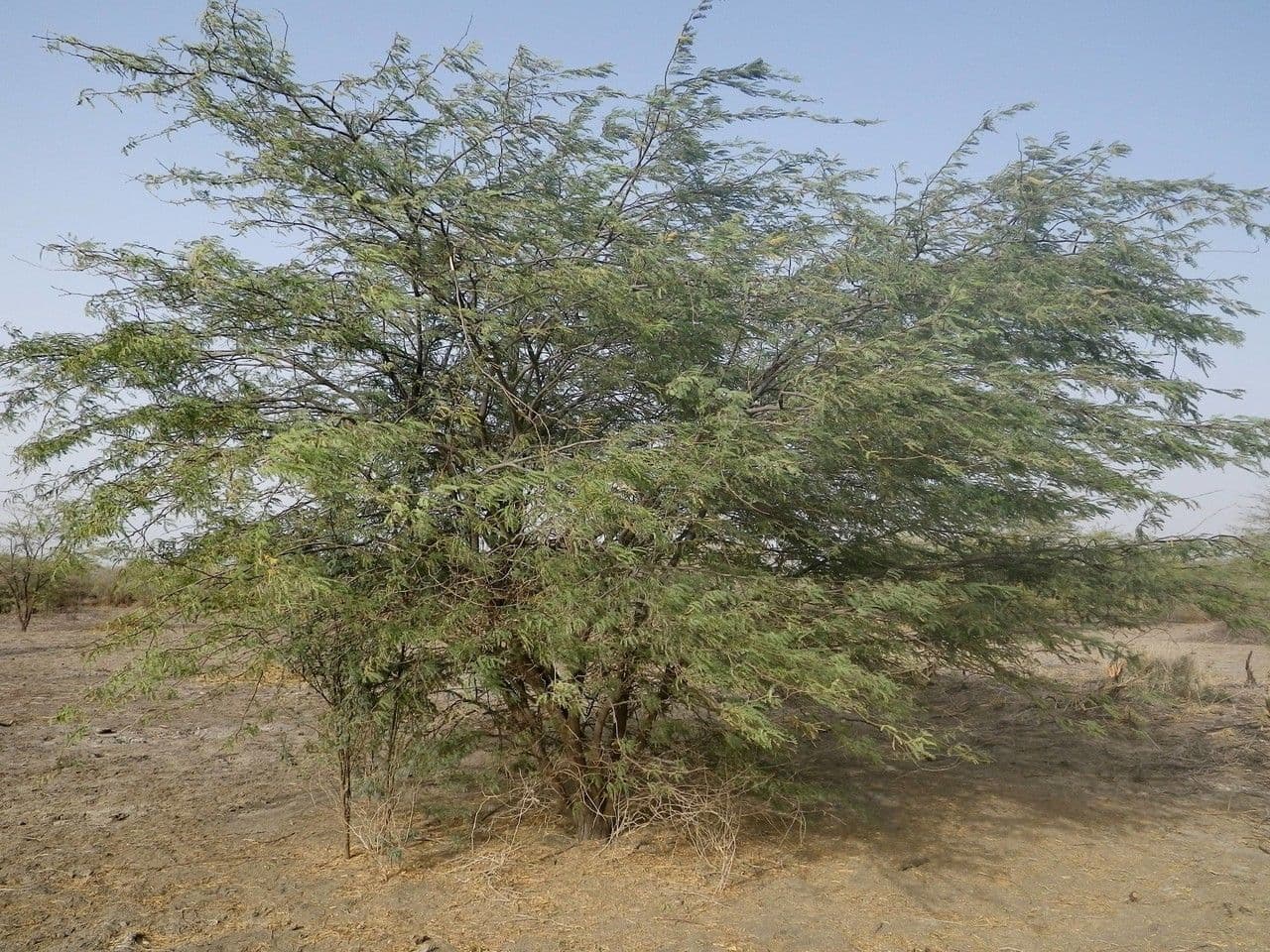 Prosopis africana 8