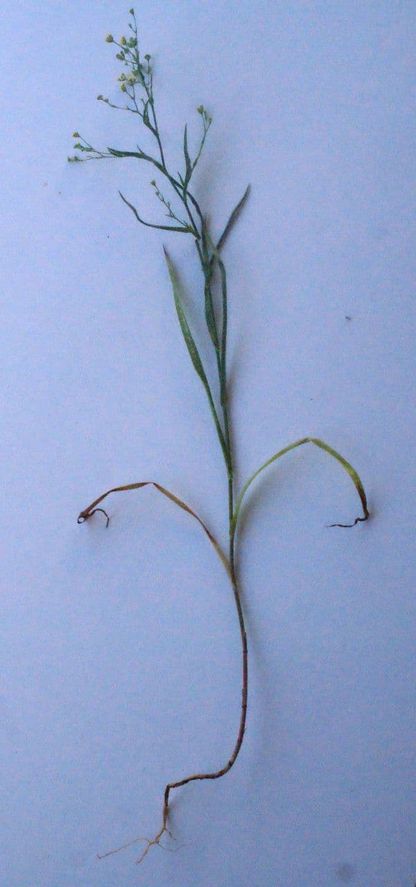 Bupleurum 12