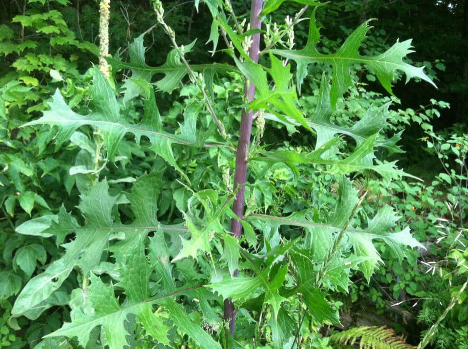 Lactuca 8