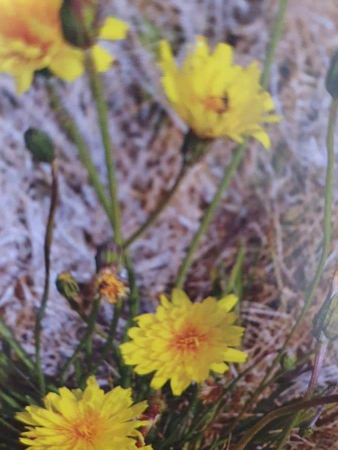 Microseris lanceolato