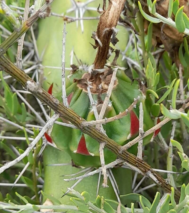 Apfelkaktus 12