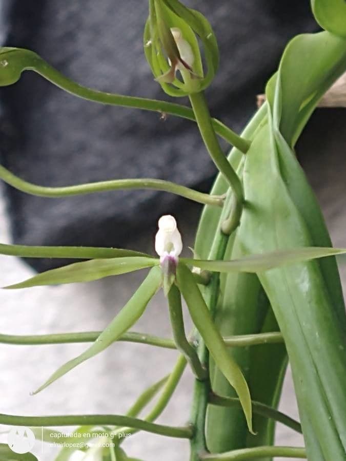 Epidendrum
