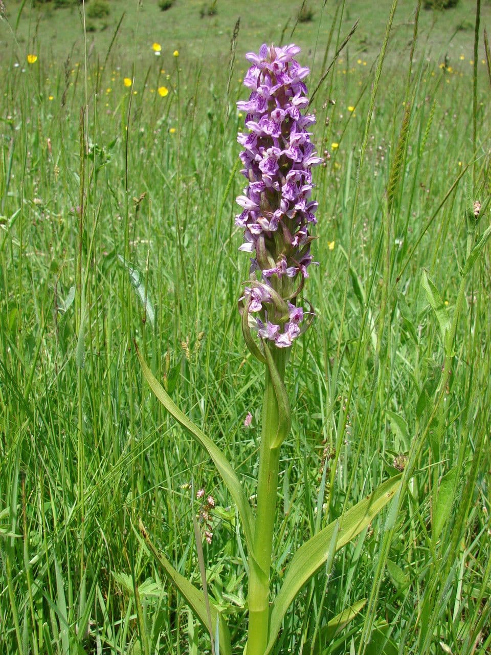 Orchide incarnata 9