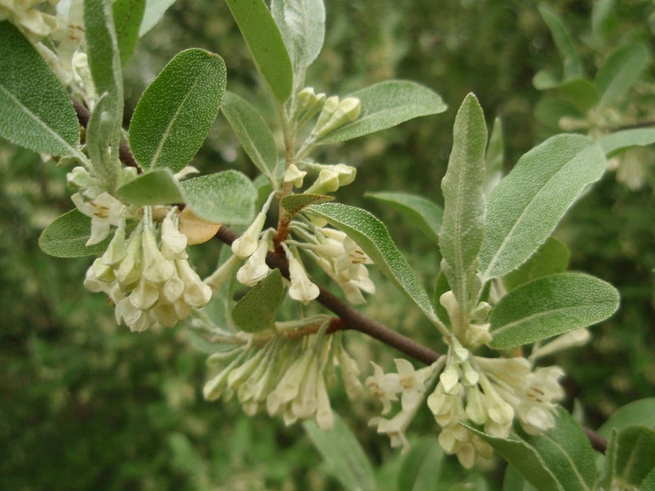 Elaeagnus multiflora 25