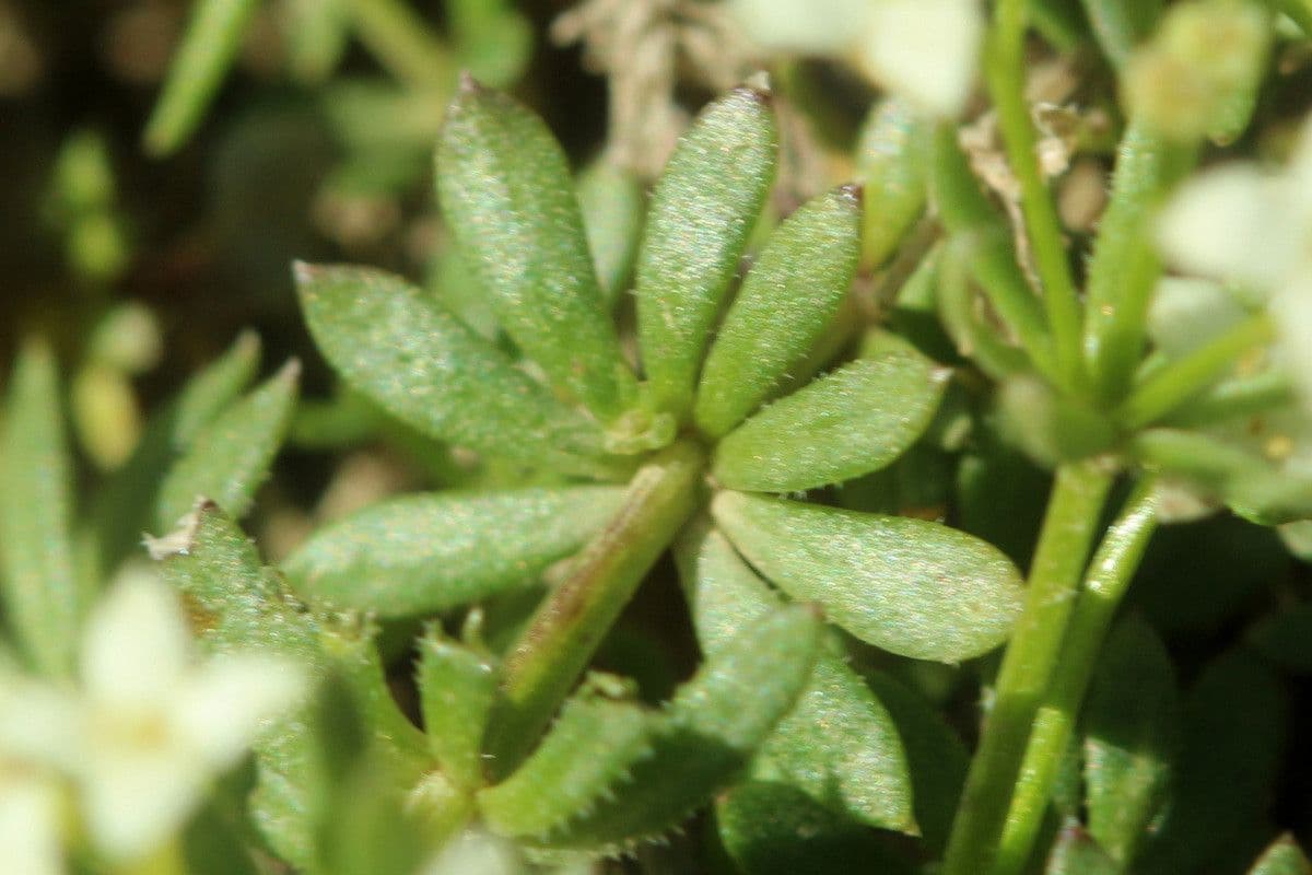 Galium pseudo-svizzero 11