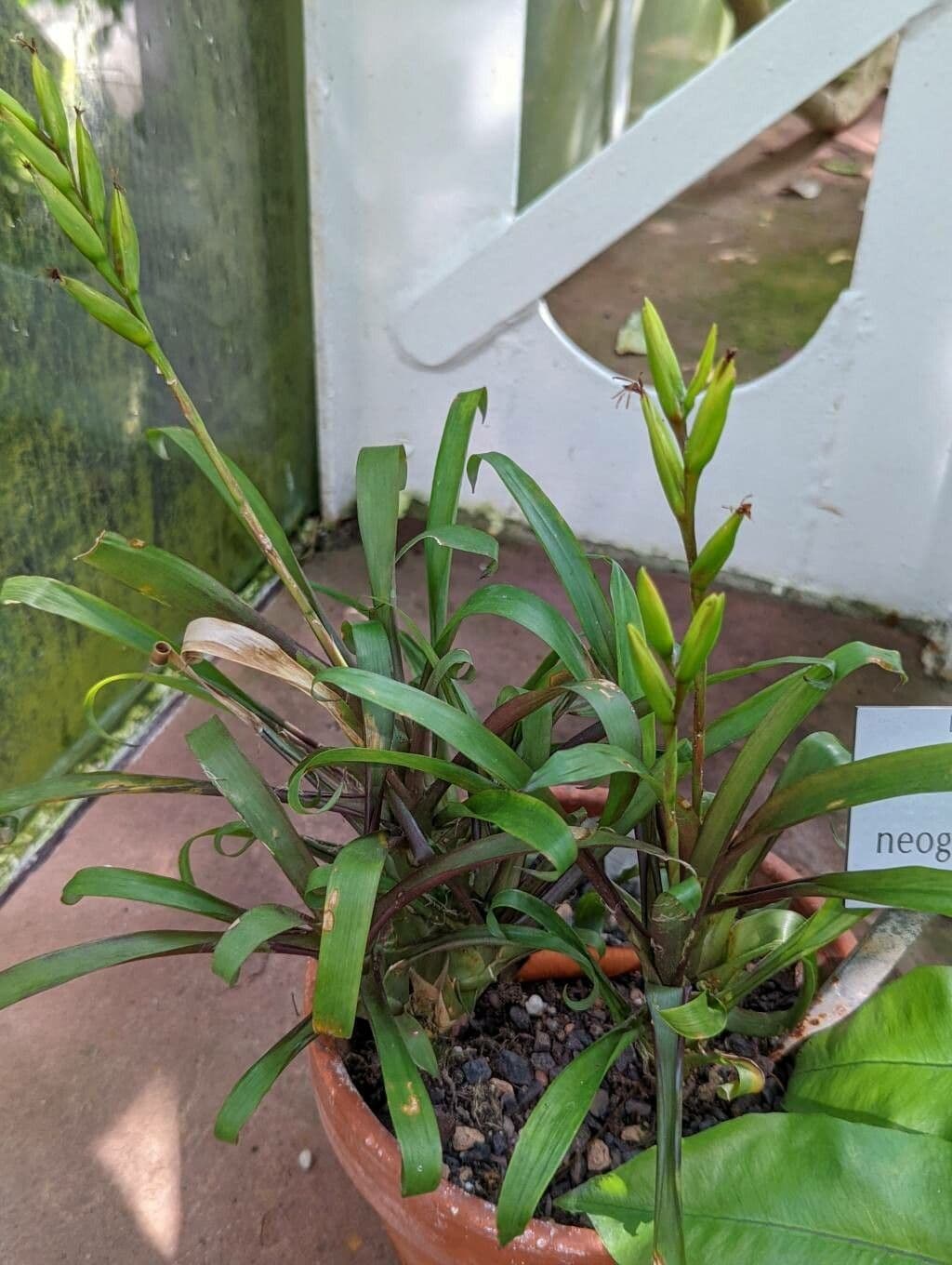 Vriesea 3