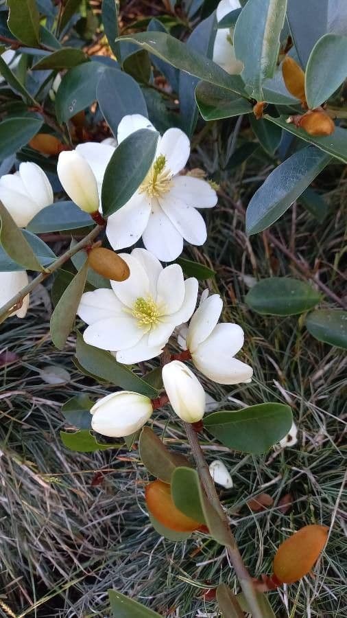 Magnolia 5
