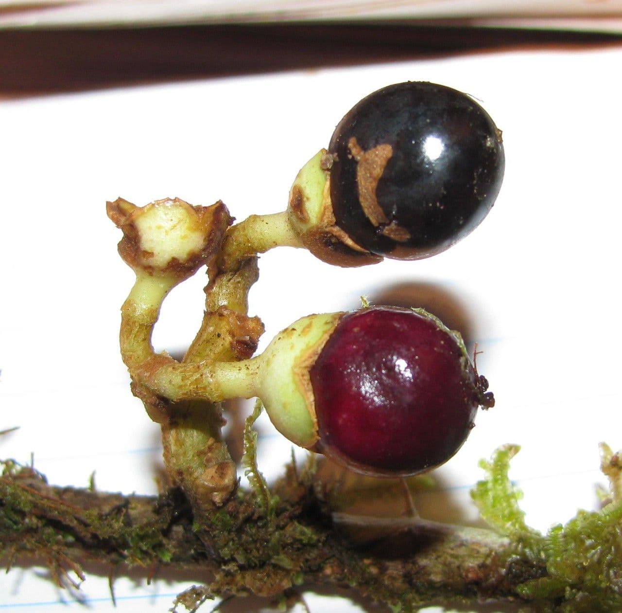 Schlegelia parviflora 2