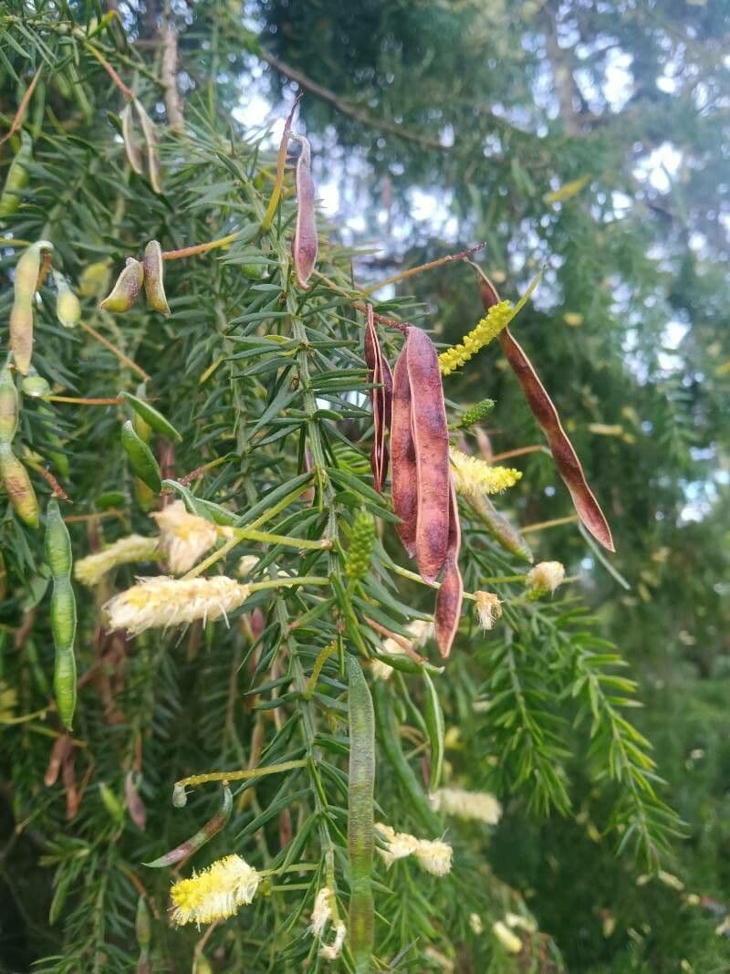 Acacia verticillata 9