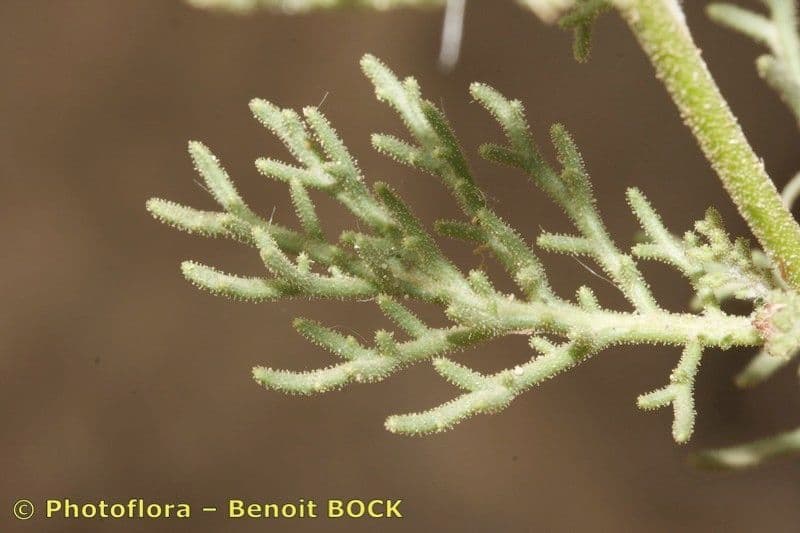 Perralderia 12