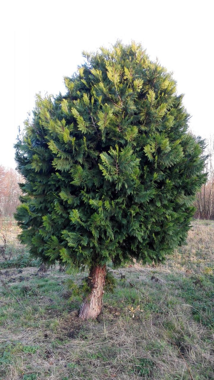 Cypřiš 13