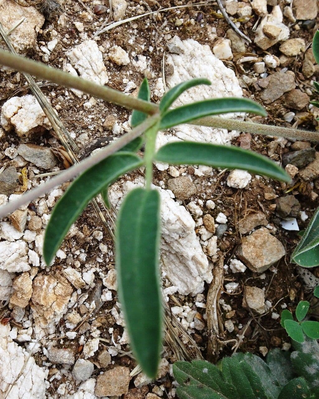 Vulneraria 17