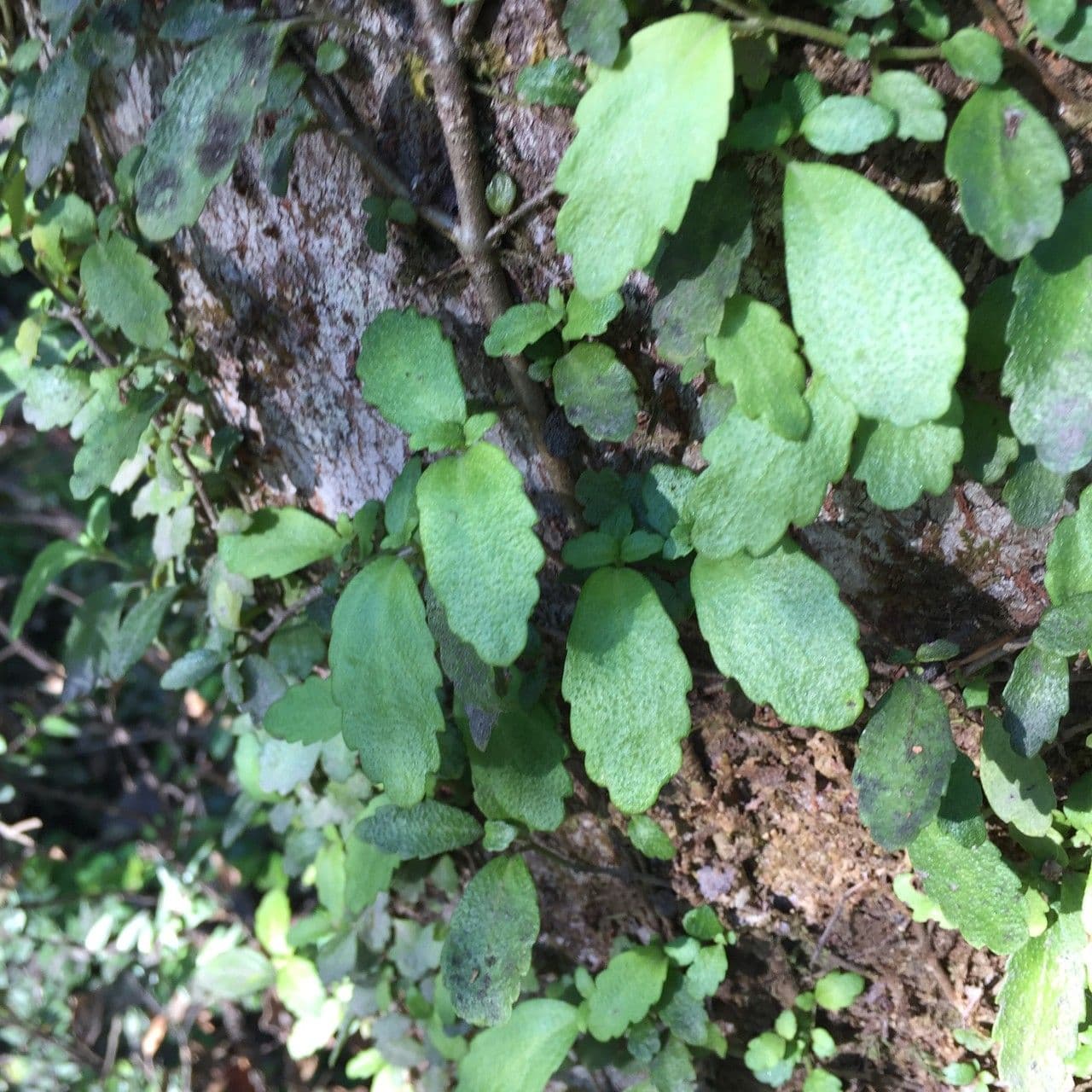 Asteranthera 7