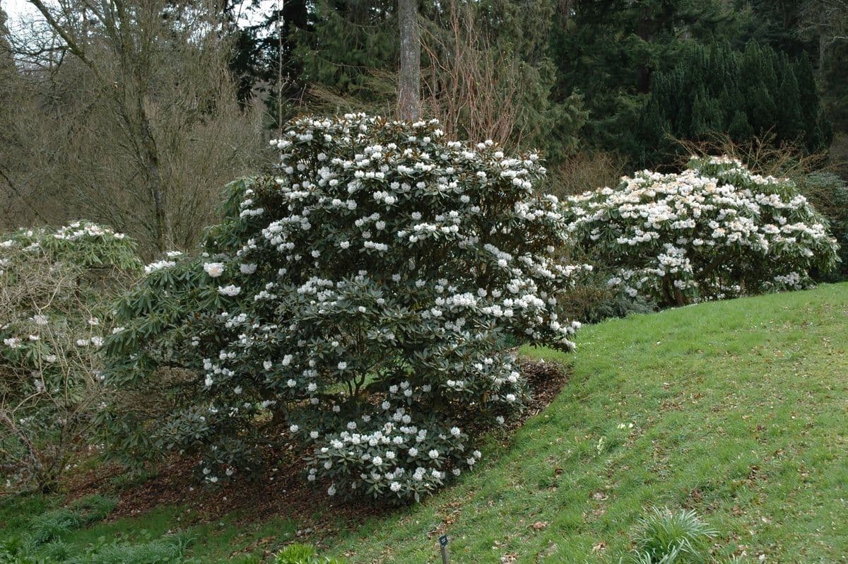 Różanecznik 10