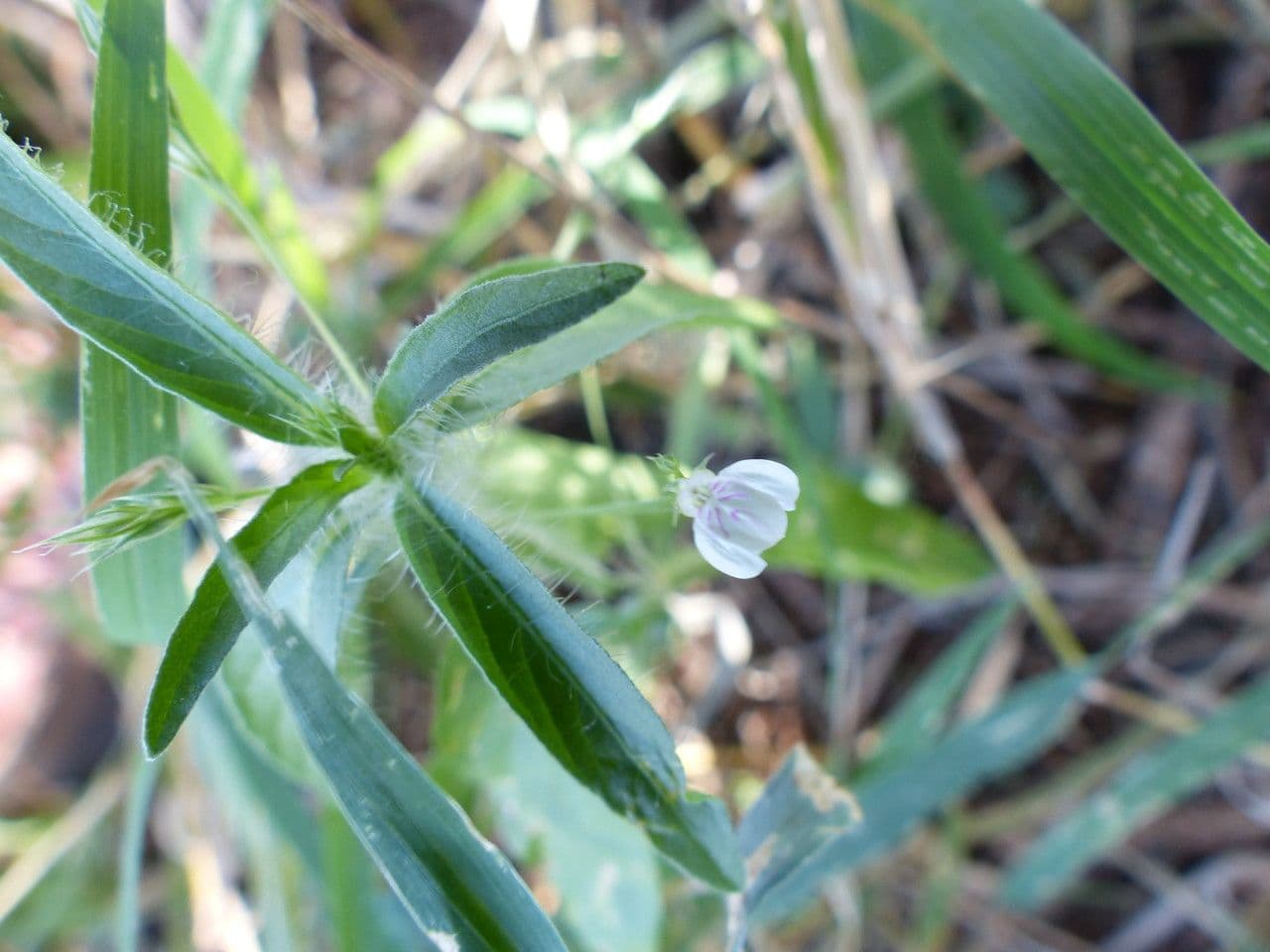 Giustizia calicolata 19
