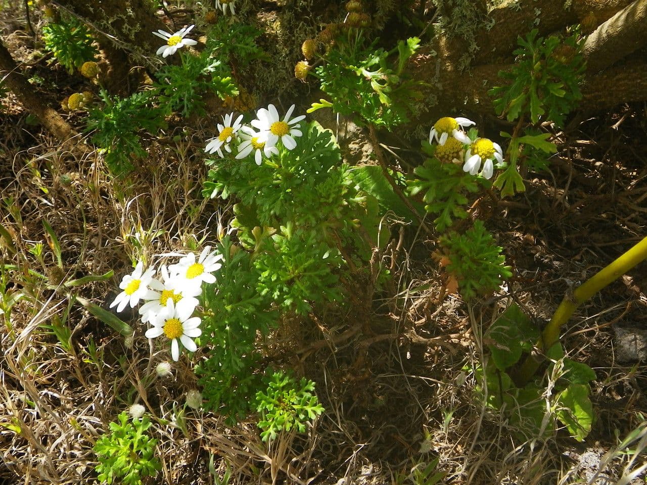 Argyranthemum 7