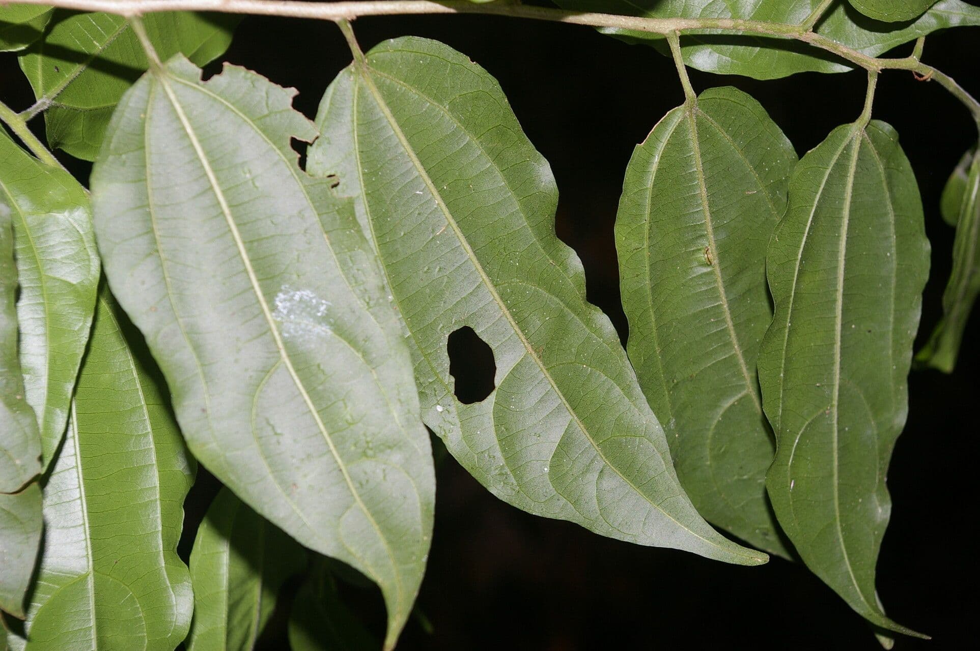 Lunania 6