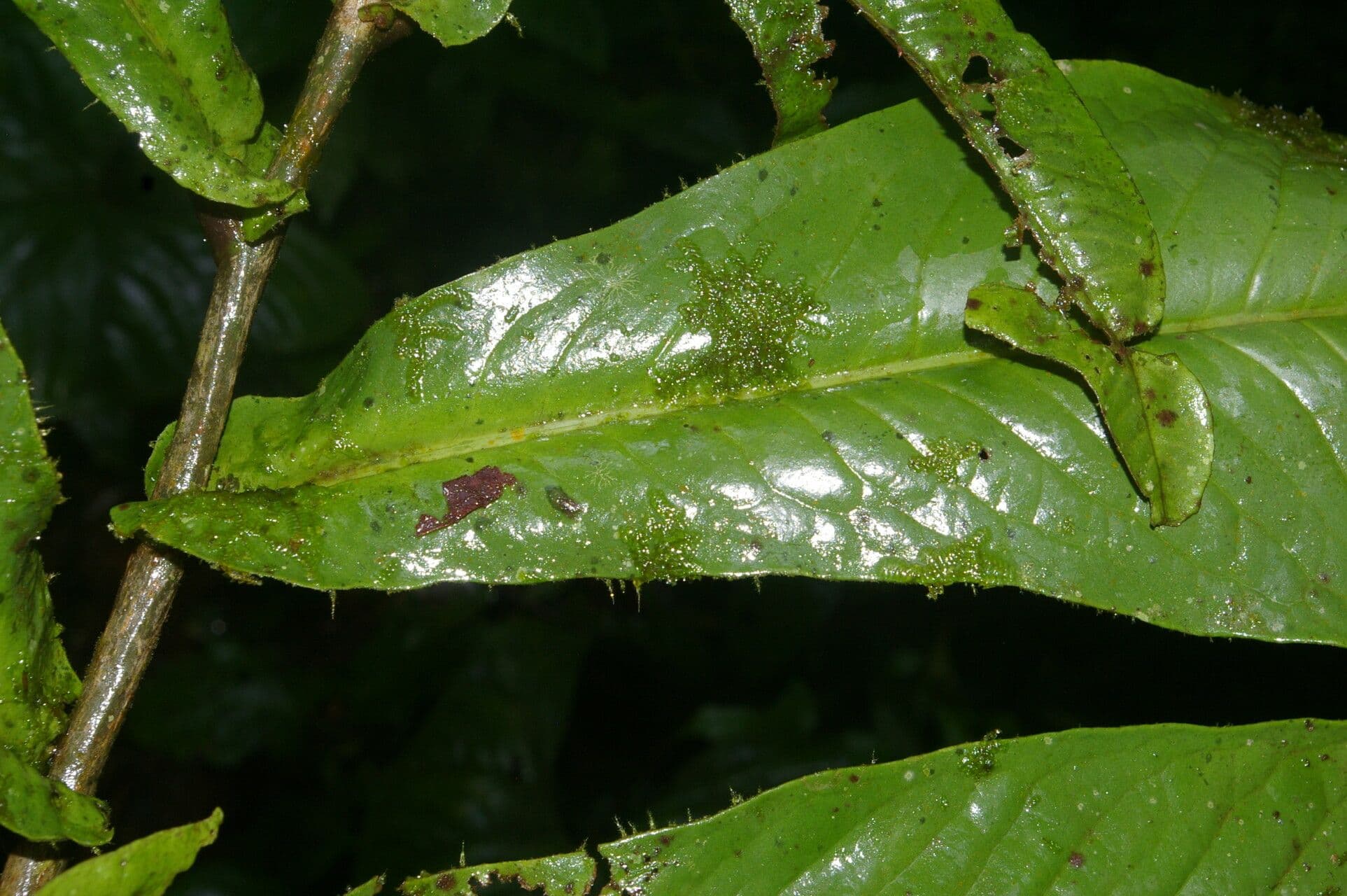 Ardisia 15