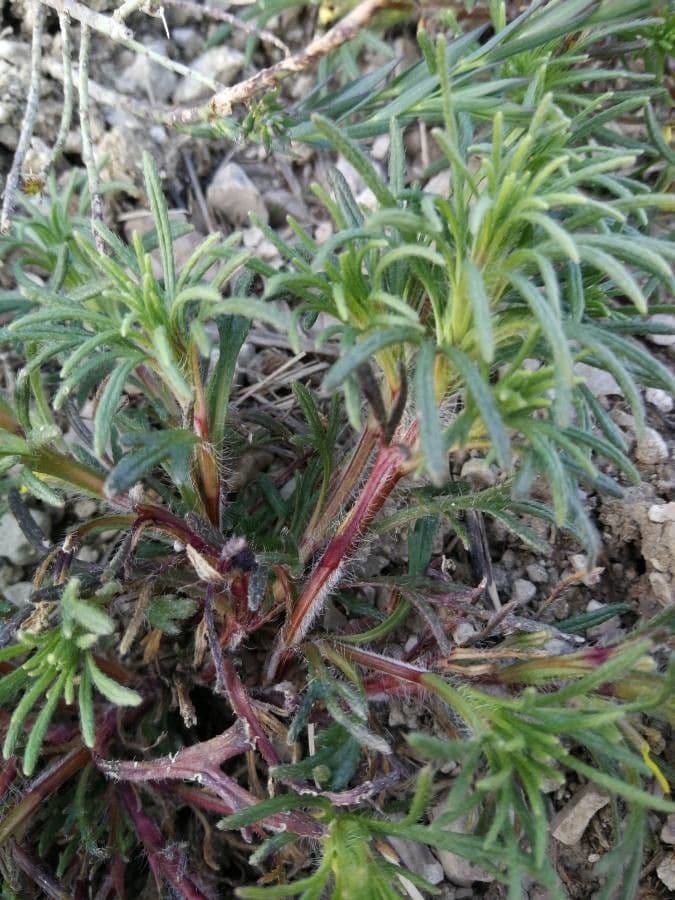 Bugle petit-pin 16