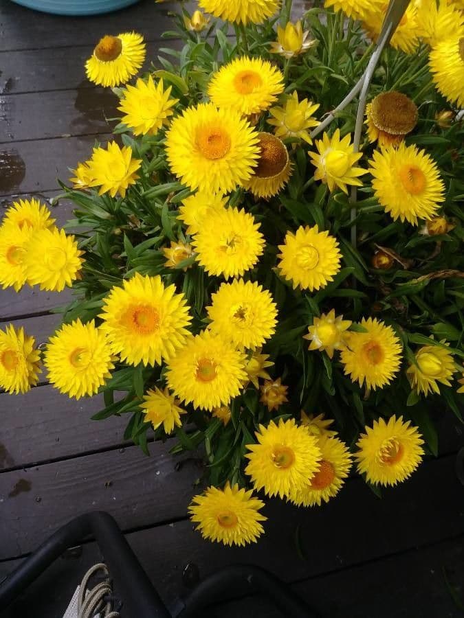 Xerochrysum 12