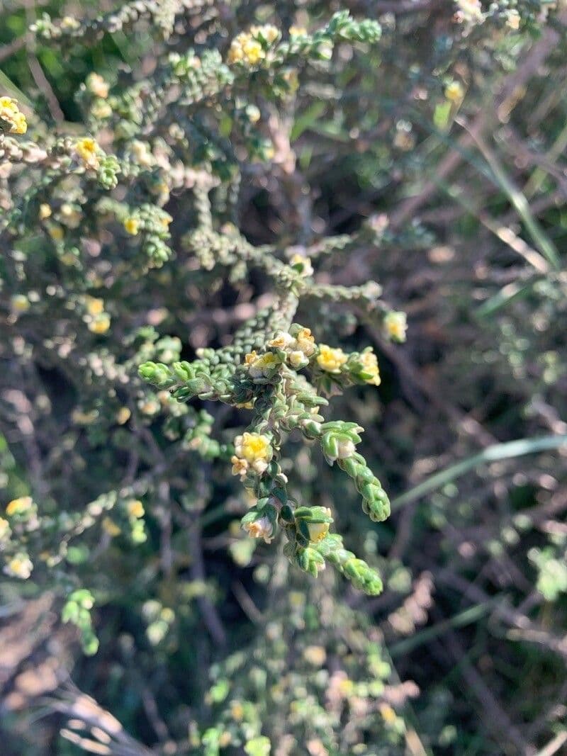 Timelea irsuta 7