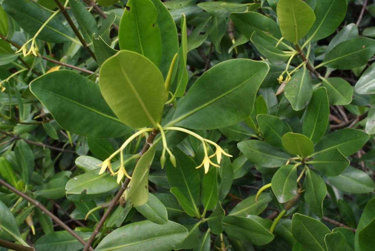 Mangrovia rossa 10