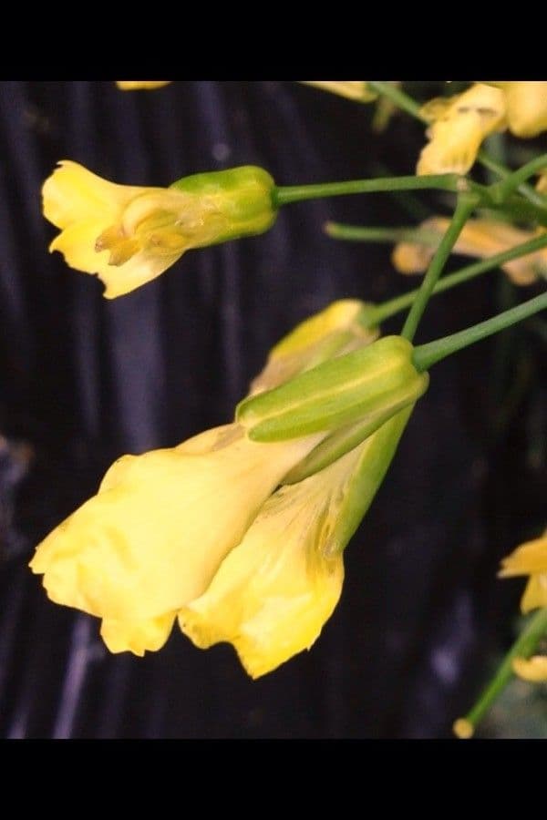 Cavolo 9