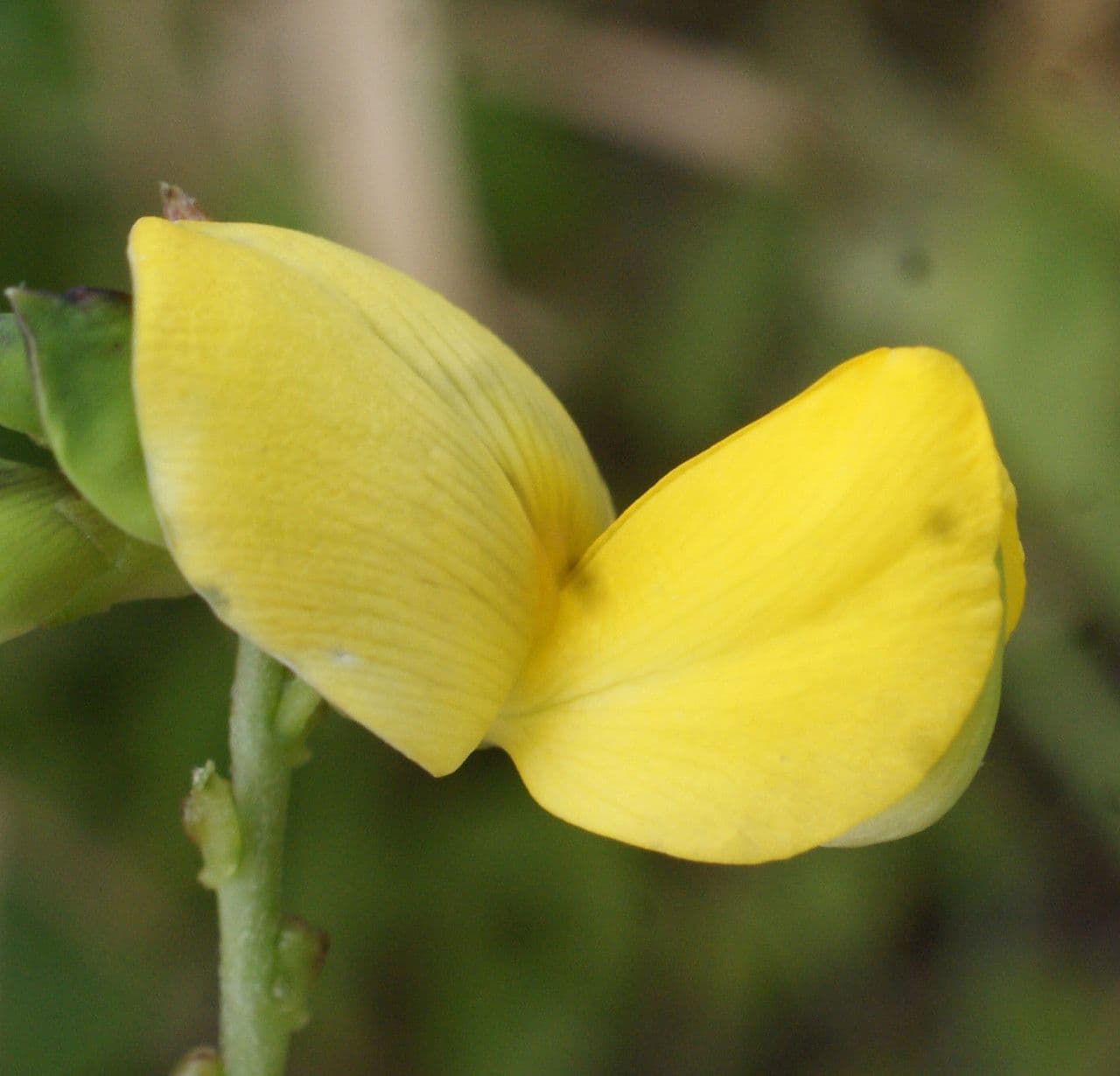 Vigna luteola 7