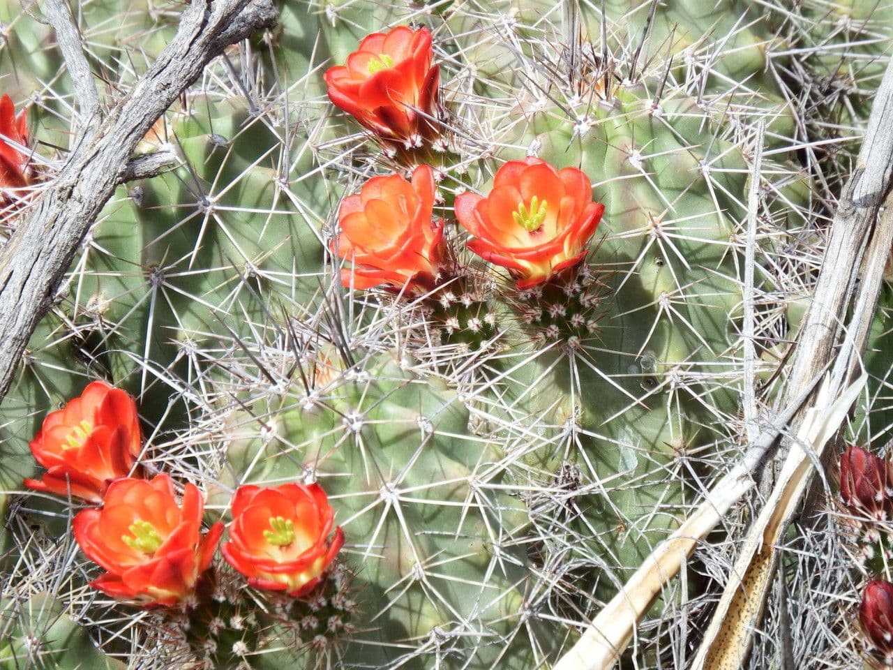 Echinocereus coccineus 6
