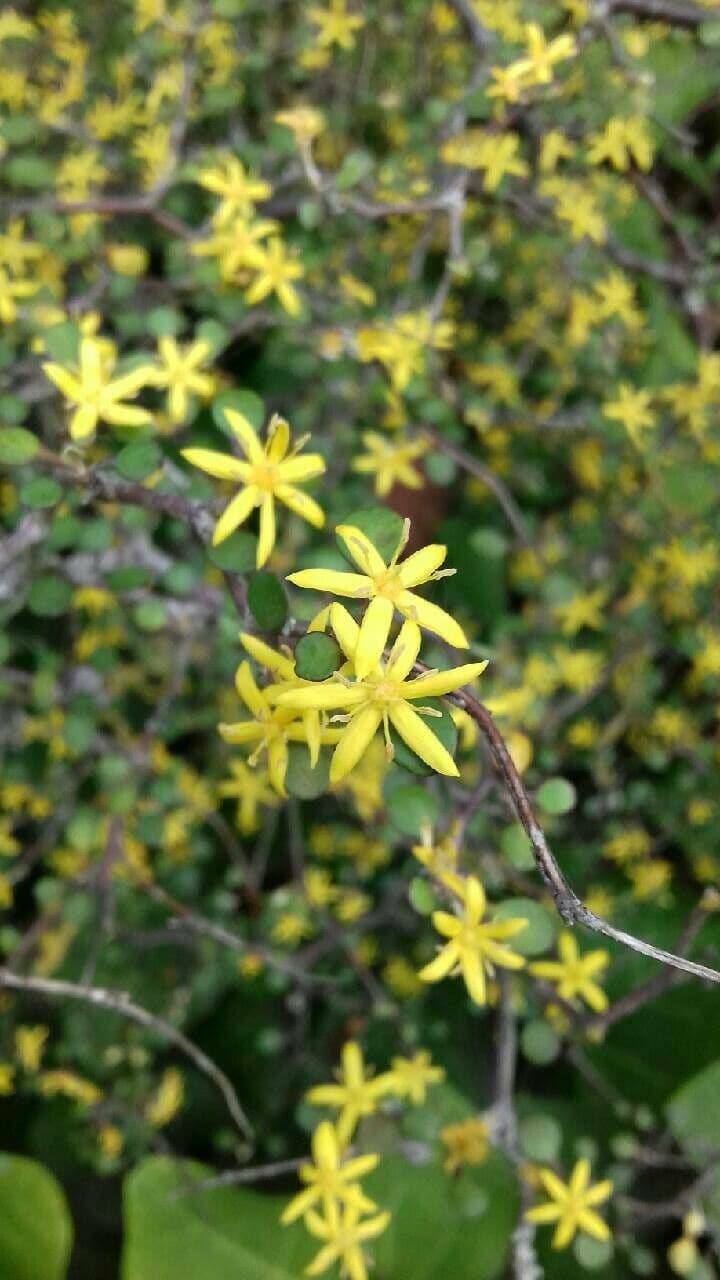 Corokia 6