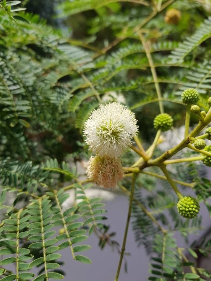 Leucaena 16