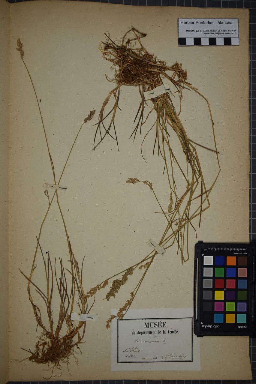 Fienarola compressa 30
