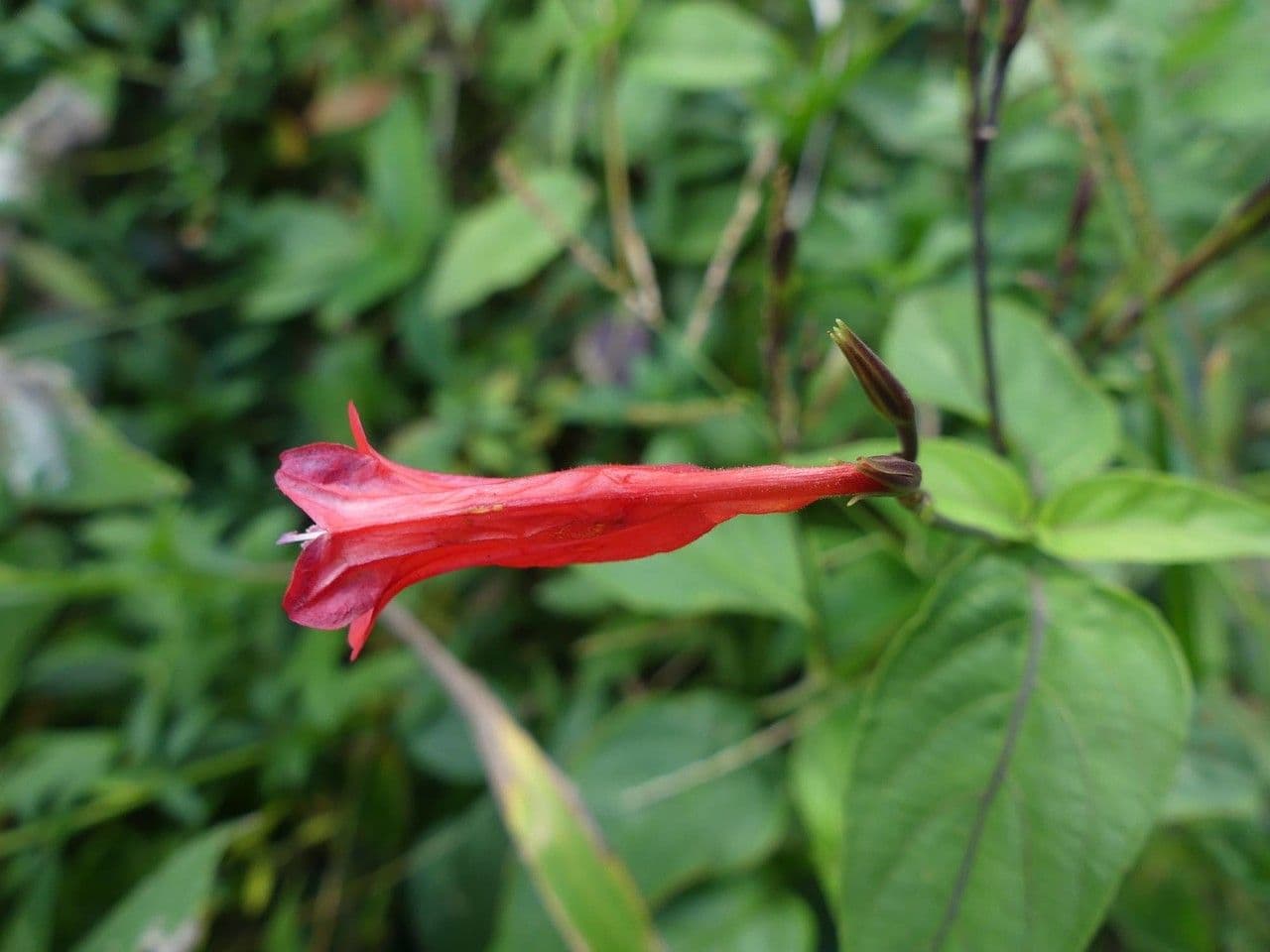 Ruellia brevifolia 4