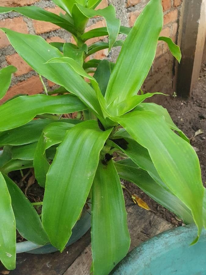Callisia 13